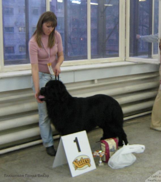 Фото: ньюфаундленд Плюшевая Панда Викар (Plushevaya Panda Vikar), Дарья Крамарева