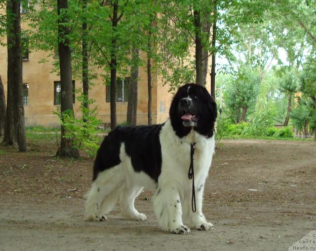 Фото: ньюфаундленд Маг Исполин Инфанта (Mag Ispolin Infanta)