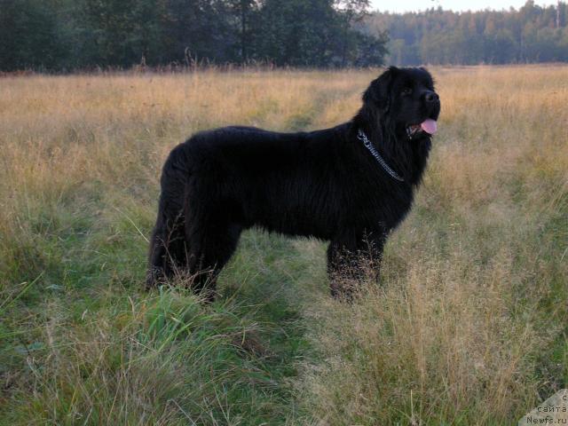 Фото: ньюфаундленд Плюшевая Панда Викар (Plushevaya Panda Vikar)