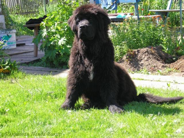 Фото: ньюфаундленд Плюшевая Панда Викар (Plushevaya Panda Vikar)