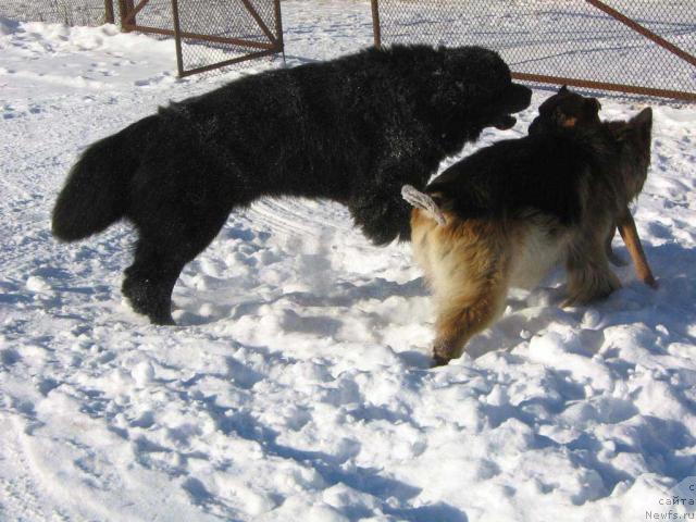 Фото: ньюфаундленд Плюшевая Панда Викар (Plushevaya Panda Vikar)