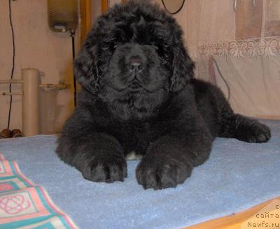 Фото: ньюфаундленд Плюшевая Панда Викар (Plushevaya Panda Vikar)