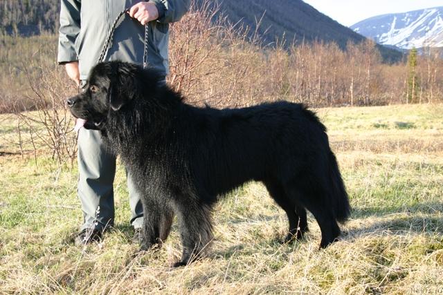 Фото: ньюфаундленд Кайден Плейфул (Kaiden Playful)
