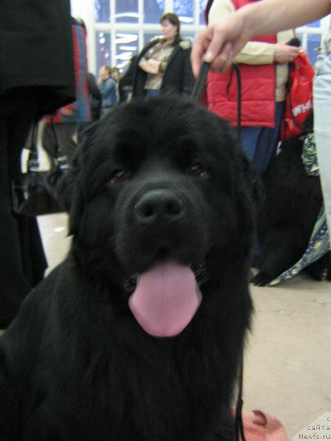 Фото: ньюфаундленд Плюшевая Панда Викар (Plushevaya Panda Vikar)