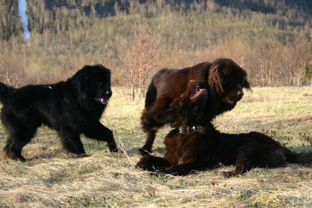 Фото: ньюфаундленд Кайден Плейфул (Kaiden Playful), ньюфаундленд Зорран Снежный Подарок, ньюфаундленд Золушка Хрустальная Туфелька