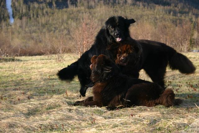 Фото: ньюфаундленд Кайден Плейфул (Kaiden Playful), ньюфаундленд Зорран Снежный Подарок, ньюфаундленд Золушка Хрустальная Туфелька