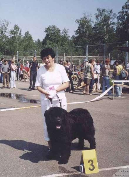 Фото: ньюфаундленд Данила Мастер из Тихого Омута