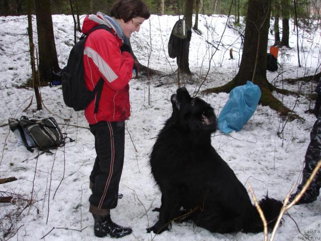 Фото: ньюфаундленд Чанси из Золотого Треугольника