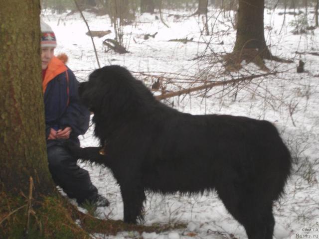 Фото: ньюфаундленд Чанси из Золотого Треугольника
