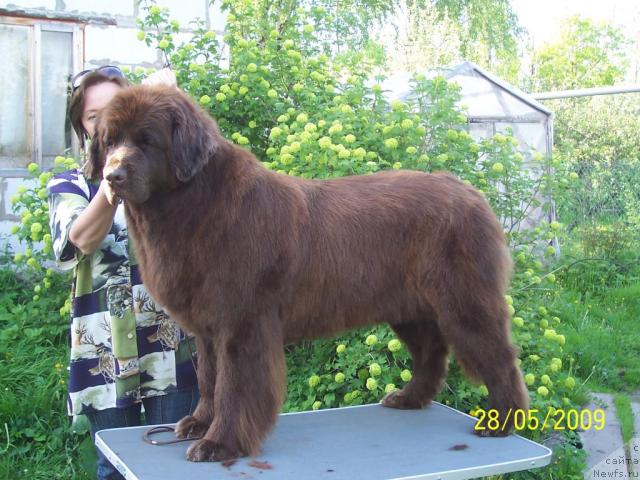 Фото: ньюфаундленд Смигар Ришель Леди Фортуна (Smigar Rishel Lady Fortuna), Ольга Королёва