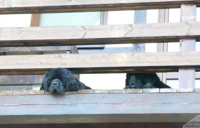 Фото: ньюфаундленд Велл Спирит Лилит (Vell Spirit Lillit), ньюфаундленд King of Helluland Viking