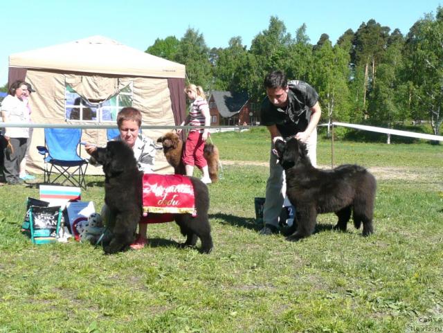 Фото: Fairweathers Rare And Perslcous и, ньюфаундленд Смигар Нимфея Неотразимая (Smigar Nimfeya Neotrazimaya)