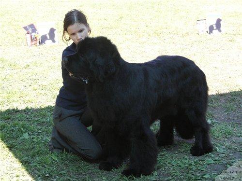 Фото: ньюфаундленд Плюшевая Панда Искрящийся Калипсо (Plushevaya Panda Iskryaschiysya Calipso)