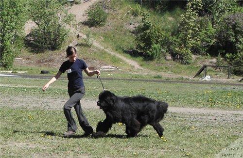 Фото: ньюфаундленд Плюшевая Панда Искрящийся Калипсо (Plushevaya Panda Iskryaschiysya Calipso)
