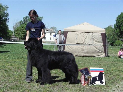 Фото: ньюфаундленд Плюшевая Панда Искрящийся Калипсо (Plushevaya Panda Iskryaschiysya Calipso)