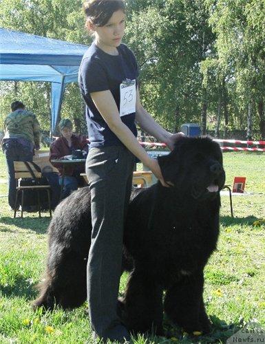Фото: ньюфаундленд Плюшевая Панда Искрящийся Калипсо (Plushevaya Panda Iskryaschiysya Calipso)