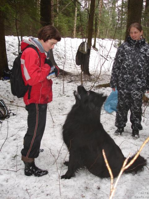 Фото: ньюфаундленд Чанси из Золотого Треугольника