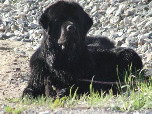 Фото: ньюфаундленд Плюшевая Панда Искрящийся Калипсо (Plushevaya Panda Iskryaschiysya Calipso)