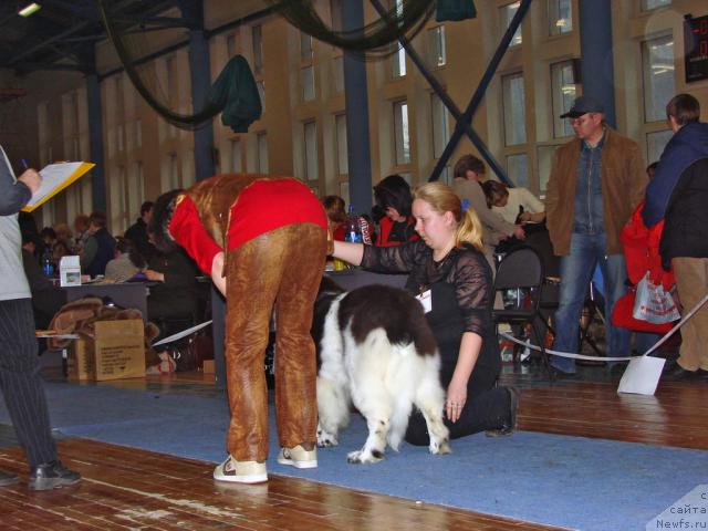 Фото: ньюфаундленд Веснушка на Счастье (Vesnushka na Shastie), Елена Заборова (Брехина)