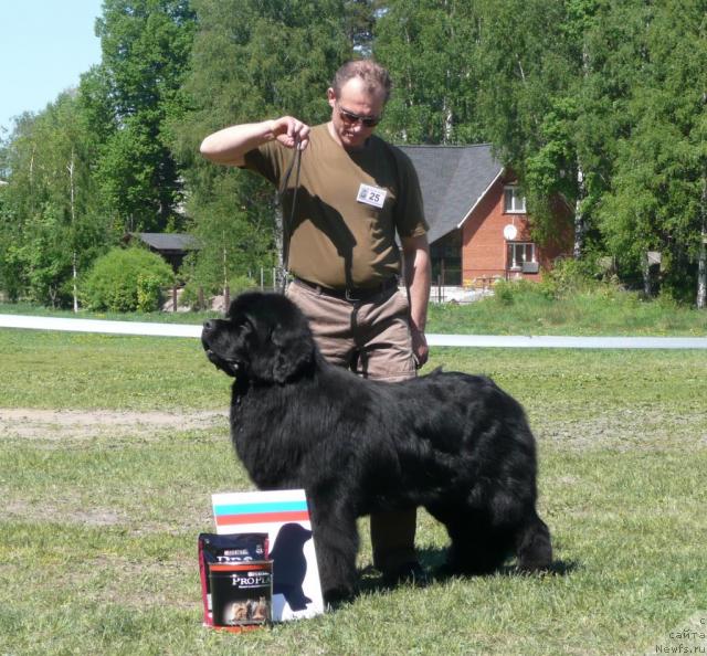 Фото: ньюфаундленд Плюшевая Панда Борислав (Plushevaya Panda Borislav)
