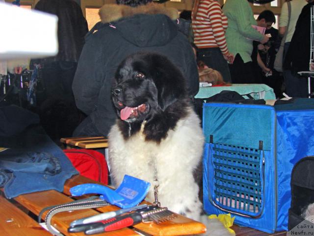 Фото: ньюфаундленд Веснушка на Счастье (Vesnushka na Shastie)