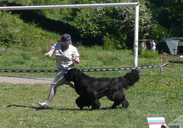 Фото: ньюфаундленд Акватория Келвин Заския, Татьяна Абутова