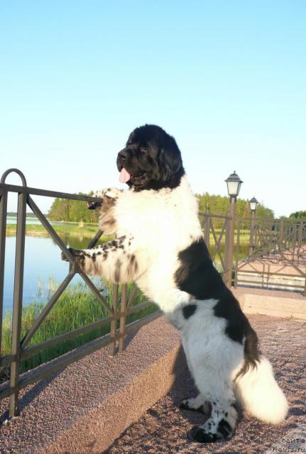 Фото: ньюфаундленд Супер Бизон Арго (Super Bizon Argo)