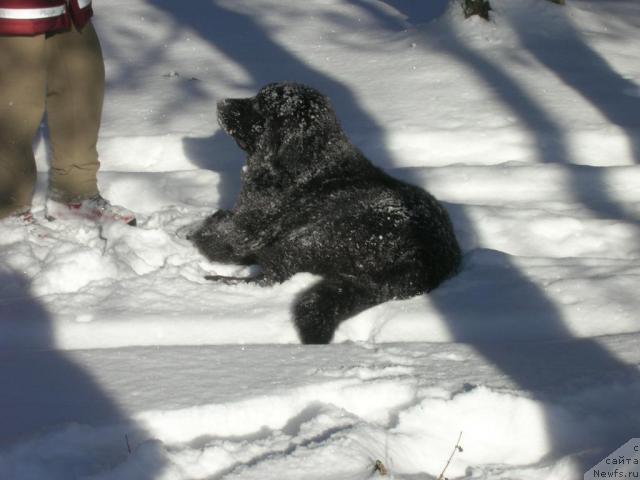 Фото: ньюфаундленд Атлант Бэст