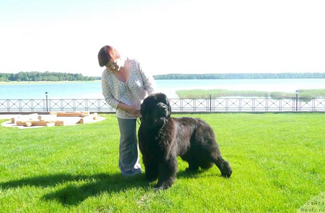 Фото: ньюфаундленд Акватория Келвин Звездная Королева (Aquatoriya Kelvin Zvezdnaya Koroleva)