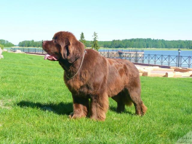 Фото: ньюфаундленд Amazing Grace vom Riesrand