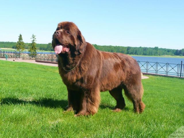 Фото: ньюфаундленд Amazing Grace vom Riesrand