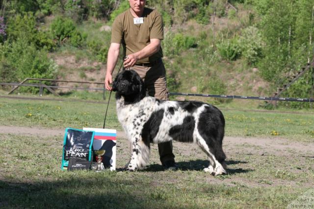 Фото: ньюфаундленд Плюшевая Панда Дэбра (Plushevaya Panda Debra)