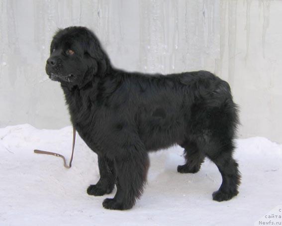 Фото: ньюфаундленд Зимняя Вишня из Тихого Омута