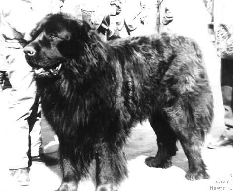 Фото: ньюфаундленд Юстас Ник Ви