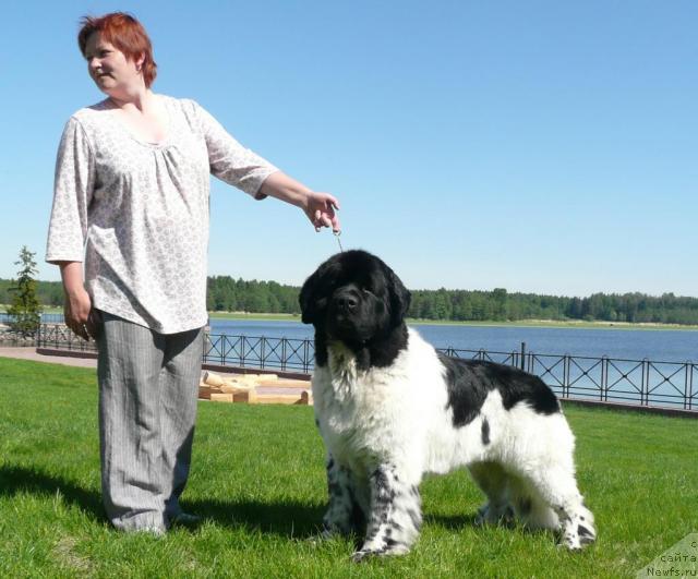 Фото: ньюфаундленд Супер Бизон Арго (Super Bizon Argo)