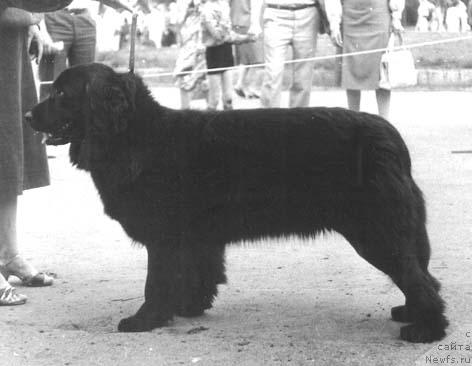 Фото: ньюфаундленд Орсана Шейкар