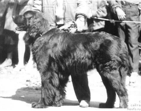 Фото: ньюфаундленд Грэсси Франклин