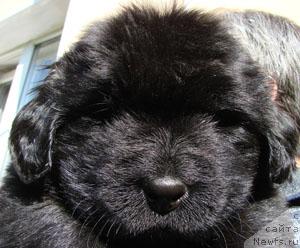 Фото: Дети Рики и Беста, 1 мес.