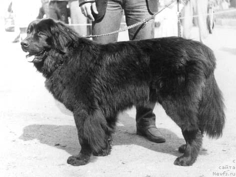 Фото: ньюфаундленд Рутта Жуль