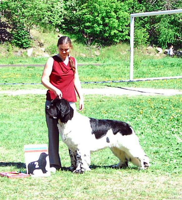 Фото: ньюфаундленд Супер Бизон Арго (Super Bizon Argo)