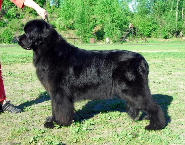 Фото: ньюфаундленд Сент Джонс Дора (Sent Djons Dora)