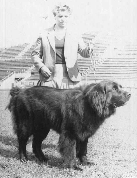 Фото: ньюфаундленд Г Кэтти де Фат