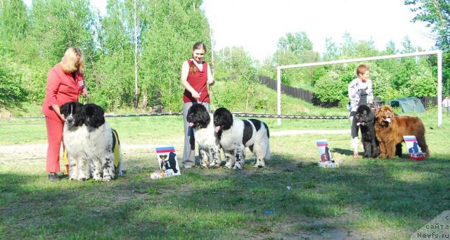 Фото: ньюфаундленд Kloofbears Lancelot for Sent Djons, ньюфаундленд Deshabillez Moi de L'Iliade et L'Odyssee, ньюфаундленд Супер Бизон Арго (Super Bizon Argo), ньюфаундленд Плюшевая Панда Ла Белла, ньюфаундленд My Big Dream Eyecatcher, ньюфаундленд Смигар Олимпиада (Smigar Olimpiada)