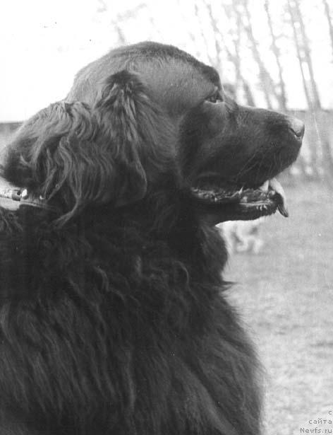 Фото: ньюфаундленд Флора Смоки Тейл