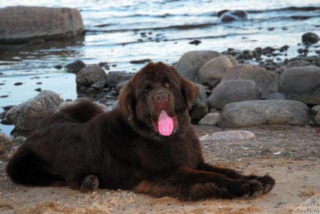 Фото: ньюфаундленд Do Sing With Deejay de L'Etoile de Cyrice