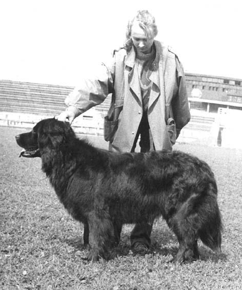 Фото: ньюфаундленд Флора Смоки Тейл