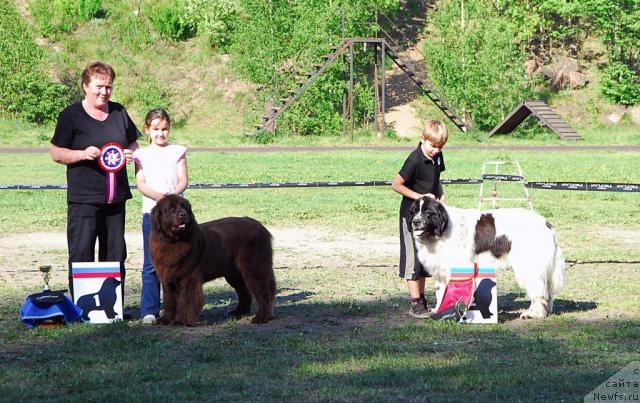 Фото: ньюфаундленд Смигар Ришель Леди Фортуна (Smigar Rishel Lady Fortuna), ньюфаундленд Kloofbears Lancelot for Sent Djons