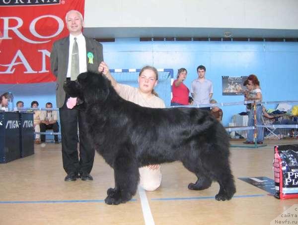 Фото: ньюфаундленд Египетский Фараон из Тихого Омута (Egipetsky Pharaon iz Tihogo Omuta)