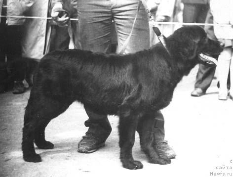 Фото: ньюфаундленд Магделла Вистар