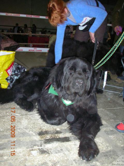 Фото: ньюфаундленд Кумир Мортин (Kumir Mortin)